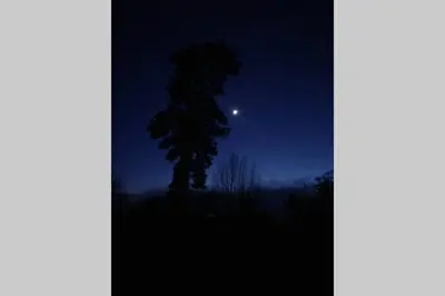a silhouette of a tree at night with the moon at Upper Heath Farm - Stable Cottage Ludlow in Craven Arms