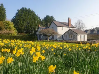 a field of daffodils in front of a house at Lower House B&B and Cottages, Adforton in Leintwardine