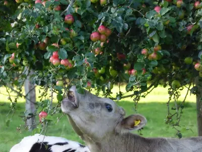 a deer eating fruit from an apple tree at The Calf Cotts in Pembridge