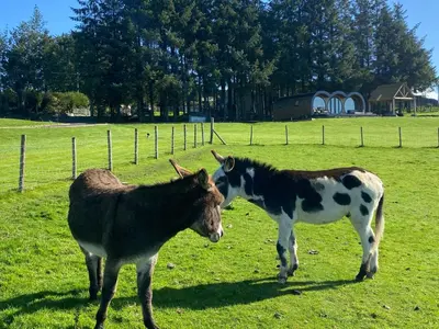 two horses standing in a field next to each other at Great House Farm Luxury Pods and Self Catering in Crickadarn