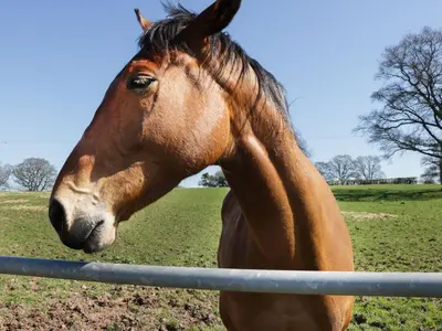 a horse standing behind a fence in a field at The Cider House in Leominster