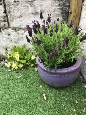 a purple plant in a pot on the grass at Lavender Cottage in Presteigne