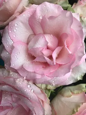 a pink rose with drops of water on it at Lavender Cottage in Presteigne