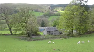 a herd of sheep grazing in a field in front of a house at Blaentwrch Farmhouse in Llanddewi-Brefi