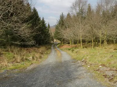 a dirt road in the middle of a field with trees at Brithgwm Canol in Dolgellau