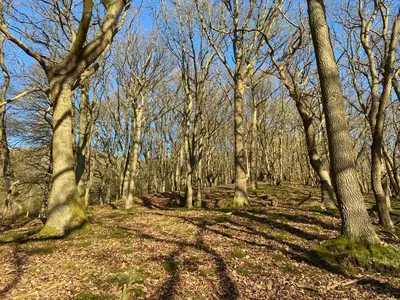 a forest of trees with their shadows on the ground at Panpwnton Farm Bell Tents in Knighton