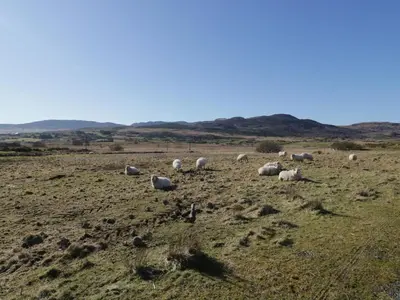 a herd of sheep grazing in a field at Minffordd in Blaenau-Ffestiniog
