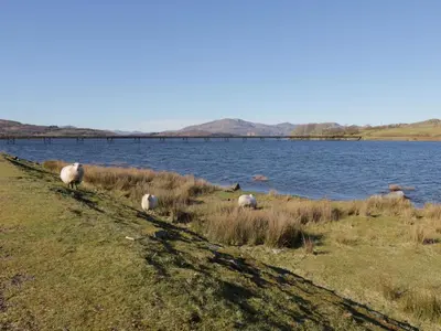 a group of sheep walking on the side of a body of water at Minffordd in Blaenau-Ffestiniog