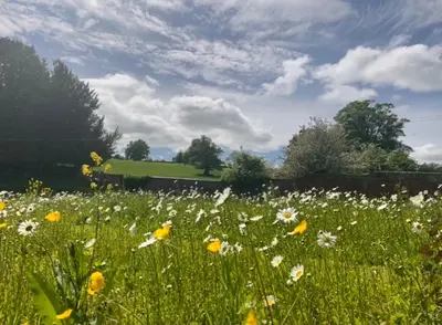 a field of white and yellow flowers in a field at Hayes Suite in Oswestry