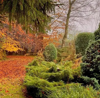 a garden in the fall with leaves on the ground at Hayes Suite in Oswestry