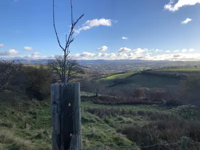a wooden post with a tree in a field at 2 Bed Rural cottage between the mountains and Sea in West Wales in Lampeter