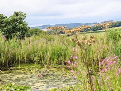 a pond in a field with flowers at Callow Fold in Craven Arms