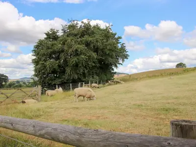 a herd of sheep grazing in a field with a tree at Meadow Barn in Craven Arms