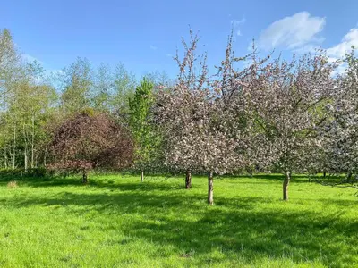 a group of trees in a field of grass at Rose Cottage in Blakemere
