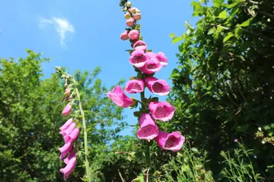 a bunch of pink flowers on a pole at Stunning Barn Conversion with HOT TUB and ALPACAS - Ty Cerrig Barn in Corwen
