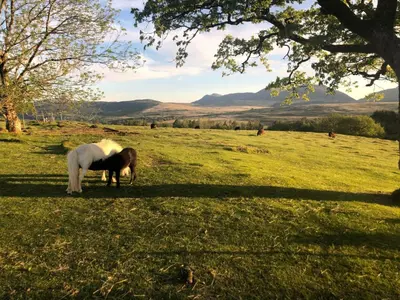 a brown and white horse grazing in a field at 3 Bedroom Log Cabin in Snowdonia nr MTB trails in Tanygrisiau