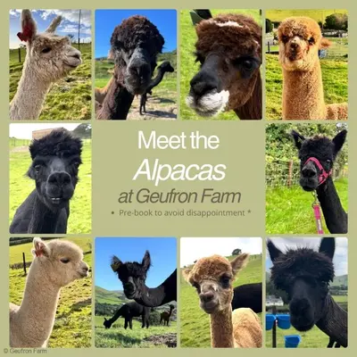 meet the alpacas at gordon farm the book to await disappointment at Barn Retreat with Valley Views & Onsite Dog Field in Bryn-crug