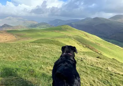 a black dog sitting on top of a grassy hill at Barn Retreat with Valley Views & Onsite Dog Field in Bryn-crug