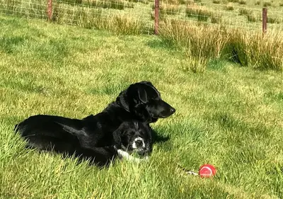 a black dog laying in the grass with a red frisbee at Cozy Log Burner Cottage & On-Site Dog Field in Bryn-crug