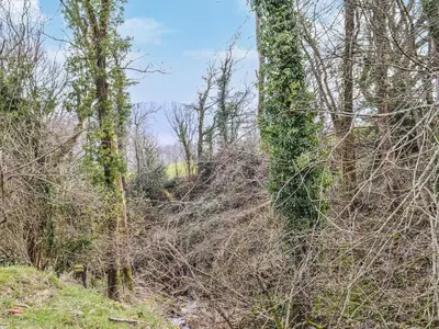 a group of trees with moss growing on them at Ty Fferm Hen - Uk36420 in Talybont