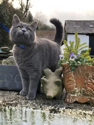 a gray cat standing next to some plants and vases at The Old Milking Parlour Flyingpiglets in Llandovery