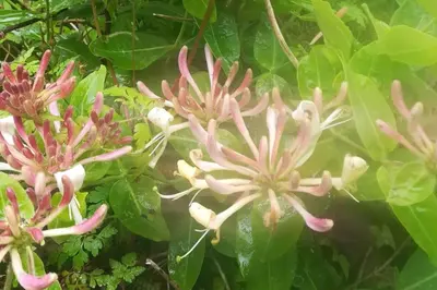 a group of pink flowers with green leaves at Rhandirmwyn - Cottage - Sleeps 4 - Pet Friendly in Llandovery