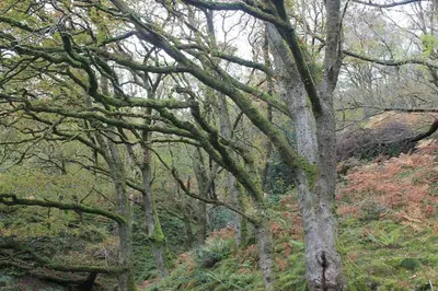 a group of trees in a wooded area at Rhandirmwyn - Cottage - Sleeps 4 - Pet Friendly in Llandovery
