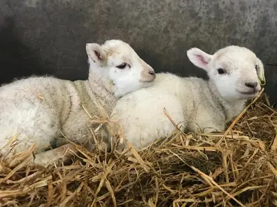two white lambs laying in hay at The Pig and Sty in Hereford