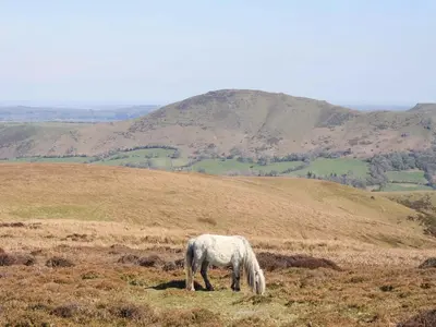 a white horse grazing on a grassy hill at Home Farm House in Dorrington