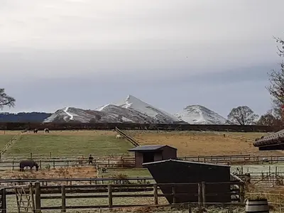 a herd of animals in a field with snow covered mountains at Home Farm House in Dorrington