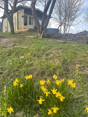 a bunch of yellow flowers in front of a house at Ty Bach Twt, Coity Bach in Brecon
