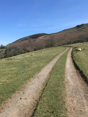 a dirt road in a field with sheep grazing at Spacious first floor apartment in the centre of Church Stretton with free parking in Church Stretton