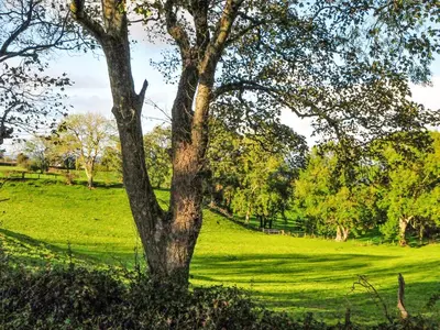 a tree in the middle of a green field at Croft Y Beudy in Henfynyw Upper