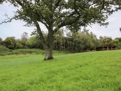 a tree in a field with a house in the background at Brynallt Country Park in Ellesmere
