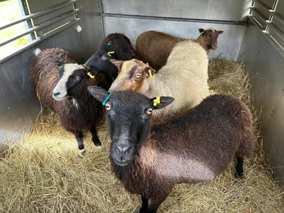 a group of sheep standing in a pen with hay at Y Felin Bed and Breakfast and Smallholding in Caersws