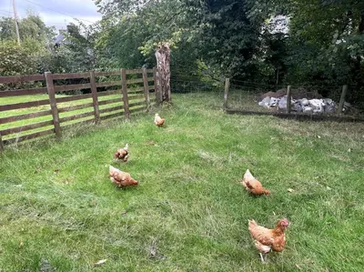 a group of chickens walking in the grass near a fence at Y Felin Bed and Breakfast and Smallholding in Caersws