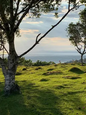 a tree in a field with the ocean in the background at 3 Bed in Barmouth oc-wah701 in Barmouth