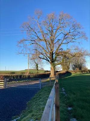 a tree in a field next to a fence at 3 Bed in Bethlehem oc-waw219 in Llangadog