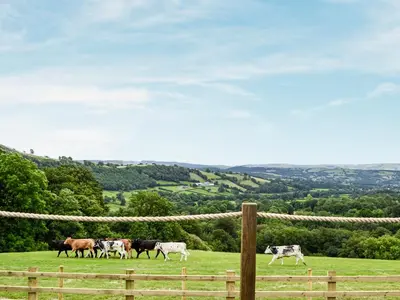 a herd of cows walking in a field at Mountain View - Uk34179 in Cilycwm