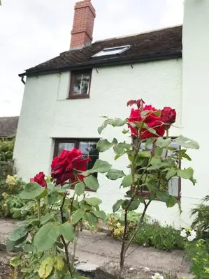 two red roses in front of a white house at Cosy cottage in rural Culmington, Ludlow in Culmington