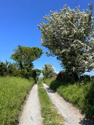 a dirt road in a field with a tree at Romantic Snowdonia Cottage with Hot tub, sea & mountain views in Tywyn