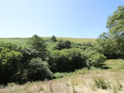 a group of trees in a field with at Golwg Las in Llanwrda