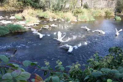 a flock of birds flying over a river at The Charlton Arms in Ludlow