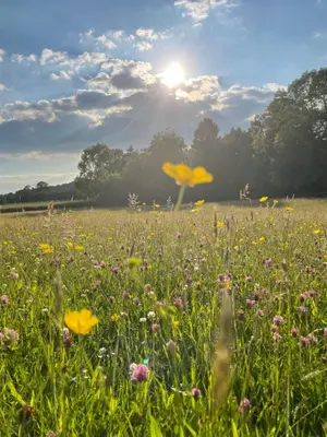 a field of flowers with the sun in the background at The Cedars Ludlow in Lane to Richards Castle