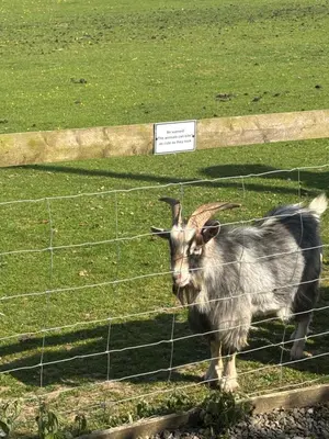 a goat standing behind a fence in a field at Four seasons with wood fuel hot tub Country retreat in Hereford