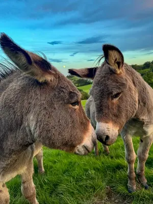two donkeys standing next to each other in a field at Shepherd's Watch Cottage - 5* Cyfie Farm with private hot tub in Llanfyllin