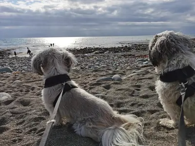 two dogs wearing bow ties sitting on a beach at Sea and Mountain view Sunbeach Holiday Snowdonia in Llwyngwril