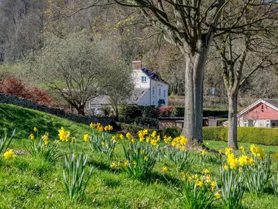 a field of daffodils in front of a white house at The Cottage-Uk37339 in Montgomery