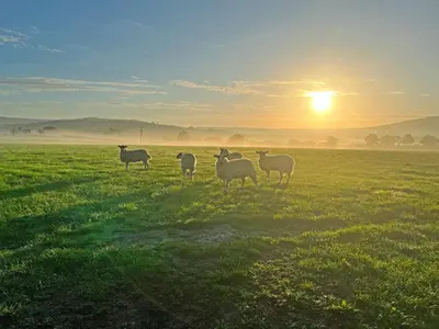 a group of sheep standing in a field at sunset at The Larches in Hopton Cangeford