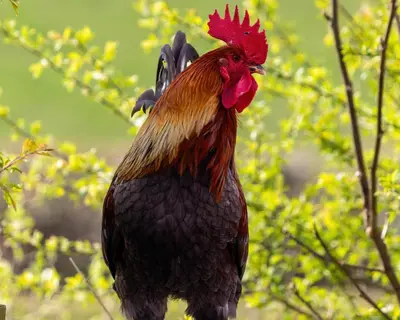 a rooster with a red head standing in a tree at Little Acorn - Luxury shepherd's hut / lodge with private hot tub and garden in Llanfyllin